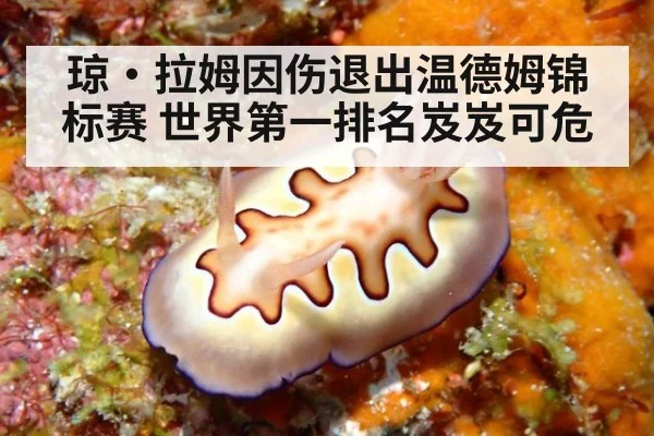 琼·拉姆因伤退出温德姆锦标赛 世界第一排名岌岌可危